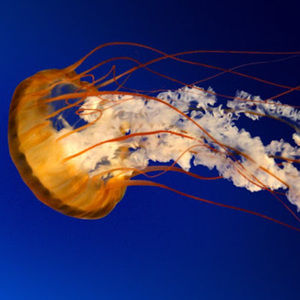 Meet your Posher, Arianna